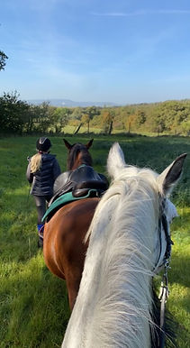 pension chevaux 57 Moselle Metz Thionville