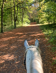 pension chevaux 57 Moselle Metz Thionville