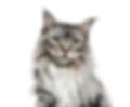 Katze.jpg