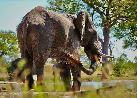 Elephant enjoing water.jpeg