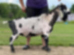 Lolita Sire: Champ Carabear