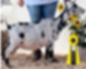 Glamour won Reserve Grand Champion 2024 LSS
