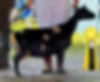 Skye Grand Champion Doe LSS 2024
