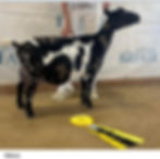 Glamours Maternal Sister-GCH Meso Pretty