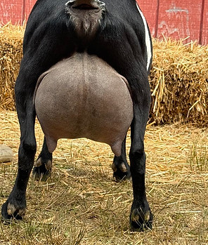 lolita udder 2.jpg