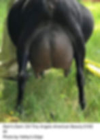 american beauty udder