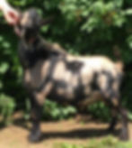 sire- Baloo
