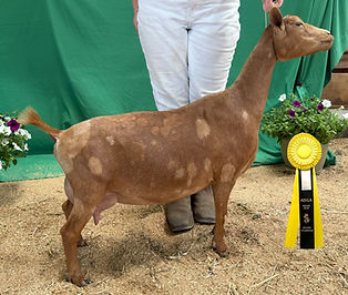 butterscotch ribbon.jpg