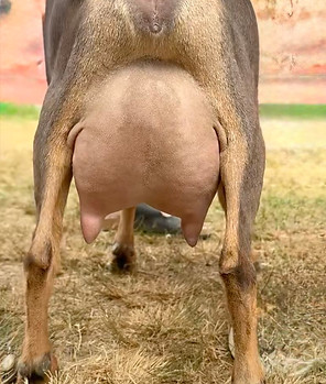 jade udder 2.jpg