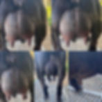 India Blue SR Honey's Legacy FF Udder