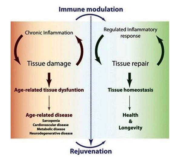 immunemodulationchart