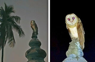 Barnie the Barn Owl perched on top of a parapet at night