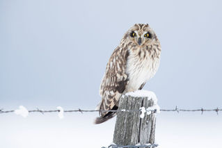 Winter Short-eared Owl Surveys Happening 3 Times Per Month, Thanks to Volunteers!