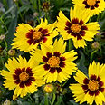 coreopsis.jpg