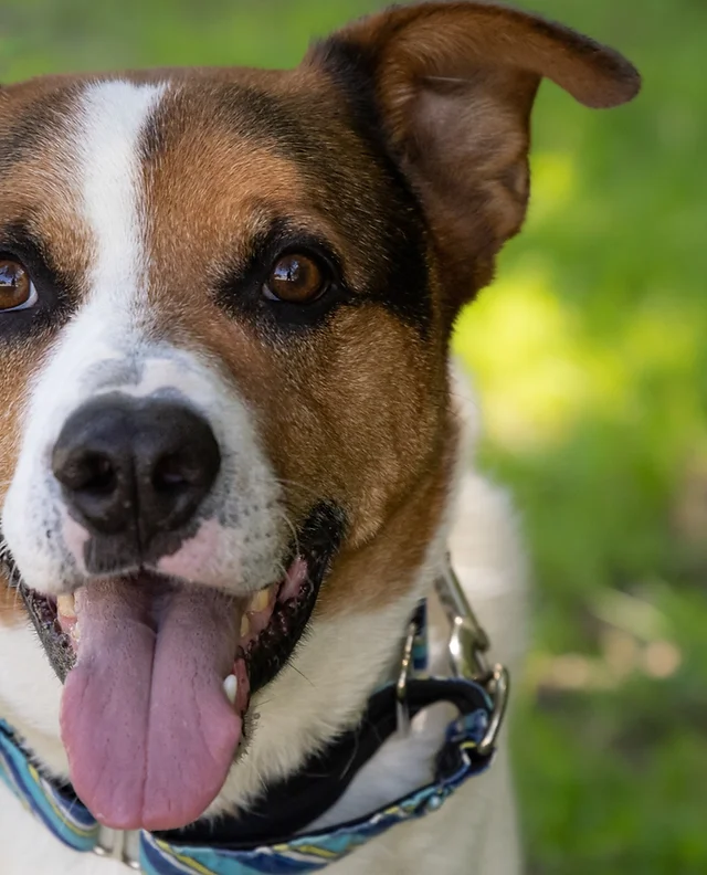 rescue dog.webp