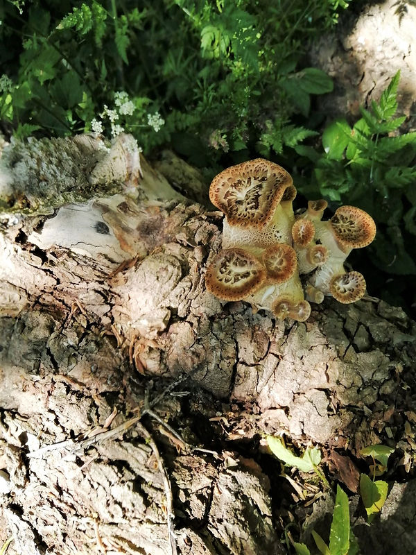 3 Fungi .jpg