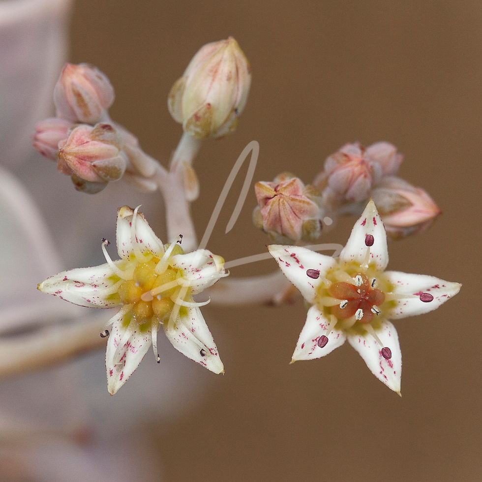 Thumbnail: FL-00027 White flowers on brown background