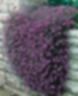 Aubrietia "Purple Rockcress"