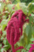 Amaranthus "Love lies bleeding"