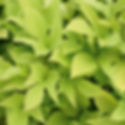 Sweet Potato Vine - Green