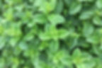 Mojito Mint