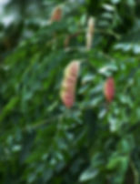 Kentucky Coffee Tree