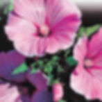 Lavatera "Silver Cup"