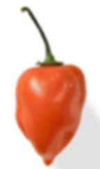 Hot Pepper "Habanero"