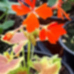 Geranium "Canadiana"