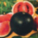 Melon "Sugar Baby"
