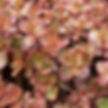 Creeping Sedum - Red