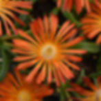 Delosperma Hybrid