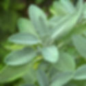 Sage