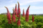 Lupins Russels Red