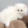 Fluffy white Minuet graduates kitten resting on a brown surface.