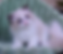 Fluffy Ragdoll kitten with blue eyes sitting on a green chair.