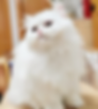 Fluffy white Minuet graduate cat sitting on a stool.