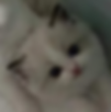 Fluffy white Ragdoll graduates kitten looking up