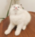 Fluffy white Ragdoll kitten looking up on a wooden surface.