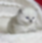 Fluffy white blue-eyed Ragdoll graduates kitten.