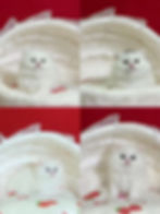 Fluffy white kitten in the Ragdoll and Minuet gallery.