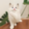 Ragdoll graduates kitten with blue eyes raising a paw