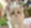 Fluffy Ragdoll graduates kitten Boy 2 by Christmas tree.