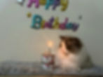 Ragdoll cat with birthday cake in our gallery