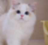 Fluffy white Ragdoll graduates kitten with blue eyes