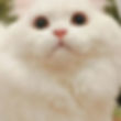 White Minuet graduates cat with large brown eyes