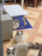 Three fluffy cats from the Ragdoll and Minuet gallery.