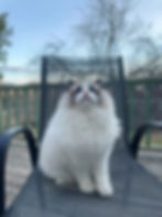 Fluffy Ragdoll cat on a patio chair in our gallery.
