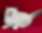 Fluffy white blue-eyed Ragdoll graduates kitten on red background