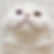 White Minuet graduates cat with blue and amber eyes